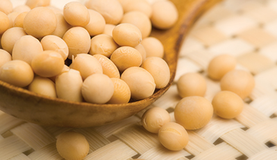164500100437517700 大豆精湛加工